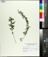 Lespedeza cuneata image