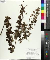 Lespedeza hirta image