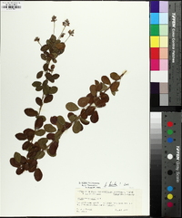 Lespedeza hirta image