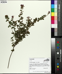 Lespedeza violacea image