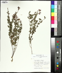 Lespedeza virginica image