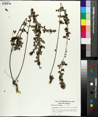 Lespedeza violacea image