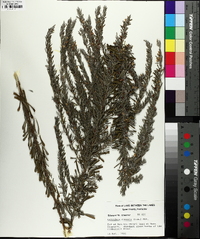 Lespedeza cuneata image