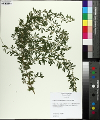 Lespedeza cuneata image