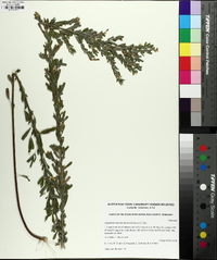 Lespedeza cuneata image