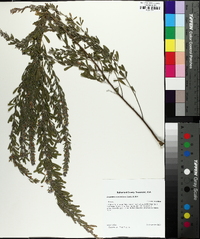 Lespedeza cuneata image