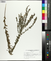 Lespedeza cuneata image