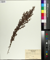 Lespedeza cuneata image