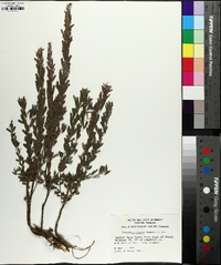 Lespedeza cuneata image