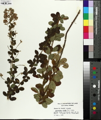 Lespedeza hirta image