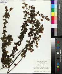 Lespedeza hirta image