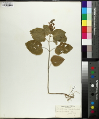 Scutellaria ovata image