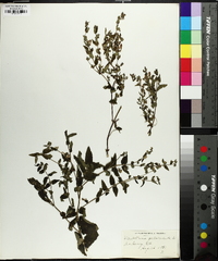 Scutellaria galericulata image