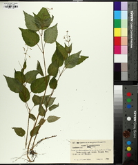 Circaea canadensis image