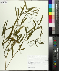 Lathyrus sylvestris image