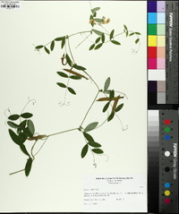 Lathyrus palustris image