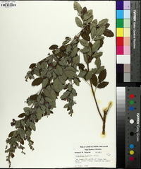 Lespedeza bicolor image