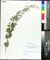 Lespedeza thunbergii image