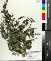 Lespedeza bicolor image