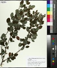 Lespedeza bicolor image