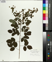 Lespedeza bicolor image