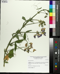 Lathyrus latifolius image