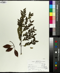 Gleditsia aquatica image