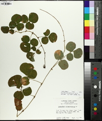 Desmodium rotundifolium image