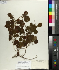 Desmodium rotundifolium image