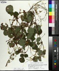 Desmodium rotundifolium image