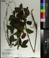 Desmodium perplexum image