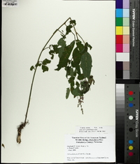 Desmodium perplexum image