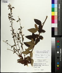 Desmodium nuttallii image