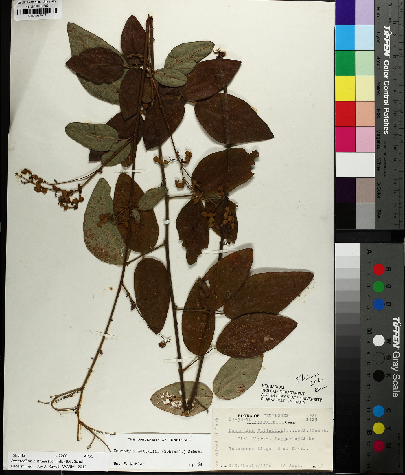 Desmodium nuttallii image