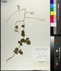 Desmodium ochroleucum image