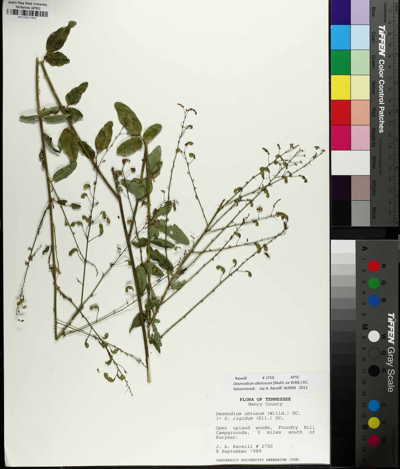Desmodium obtusum image