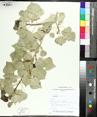 Populus fremontii image