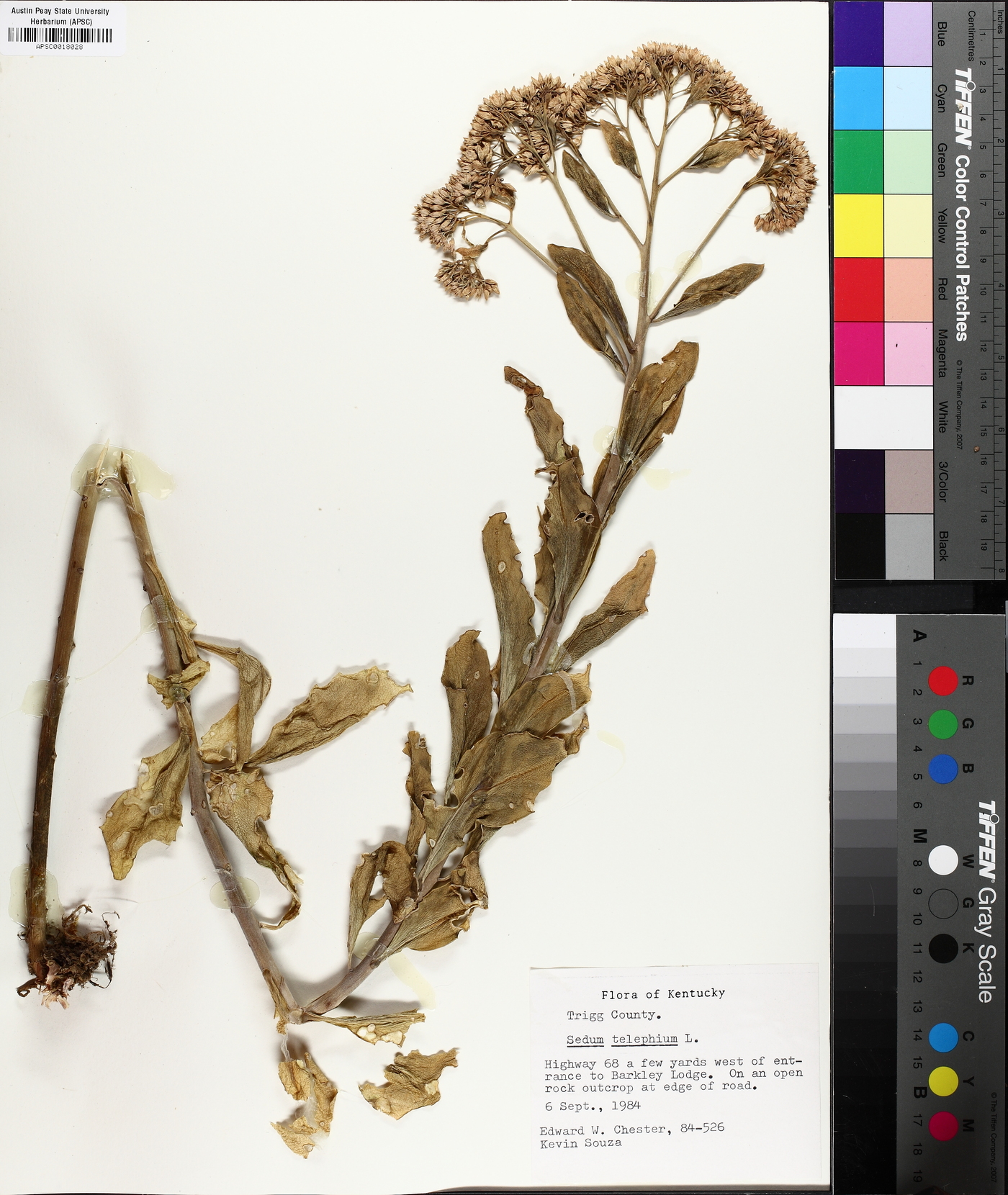 Hylotelephium erythrostictum image