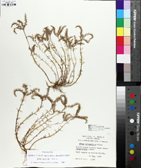 Sedum pulchellum image