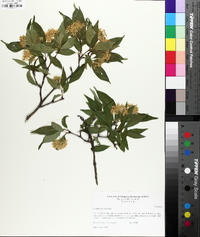 Cornus racemosa image