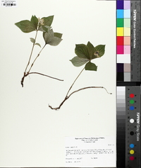 Cornus canadensis image