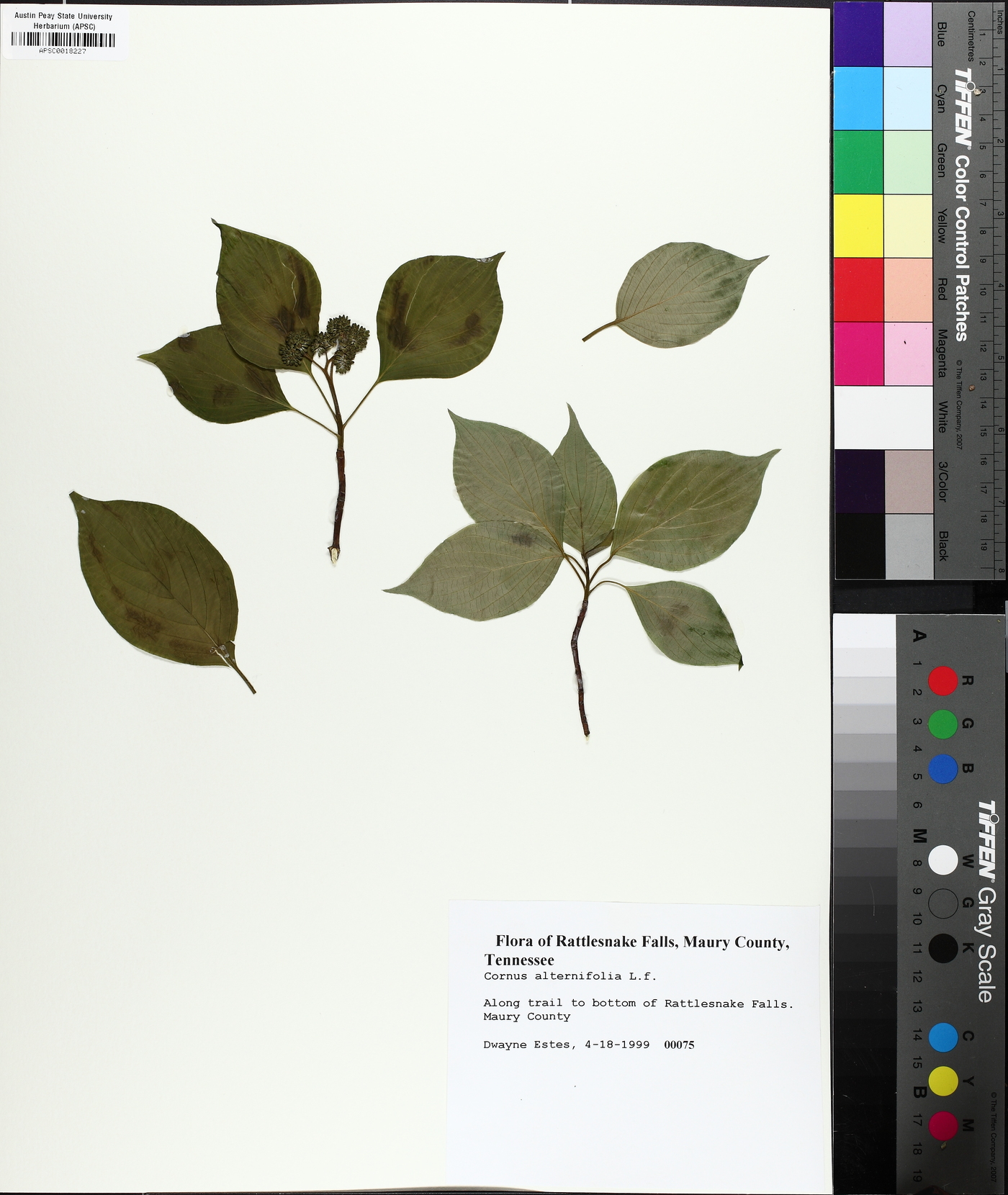 Swida alternifolia image