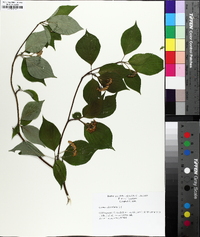 Swida alternifolia image