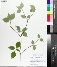 Swida alternifolia image