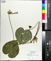 Ipomoea purpurea image