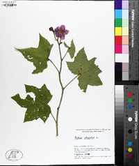 Rubus odoratus image