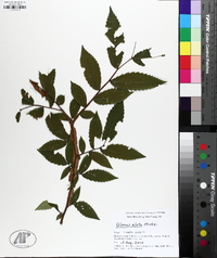 Ulmus alata image