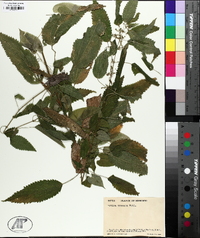 Urtica gracilis image