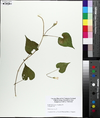 Ipomoea lacunosa image