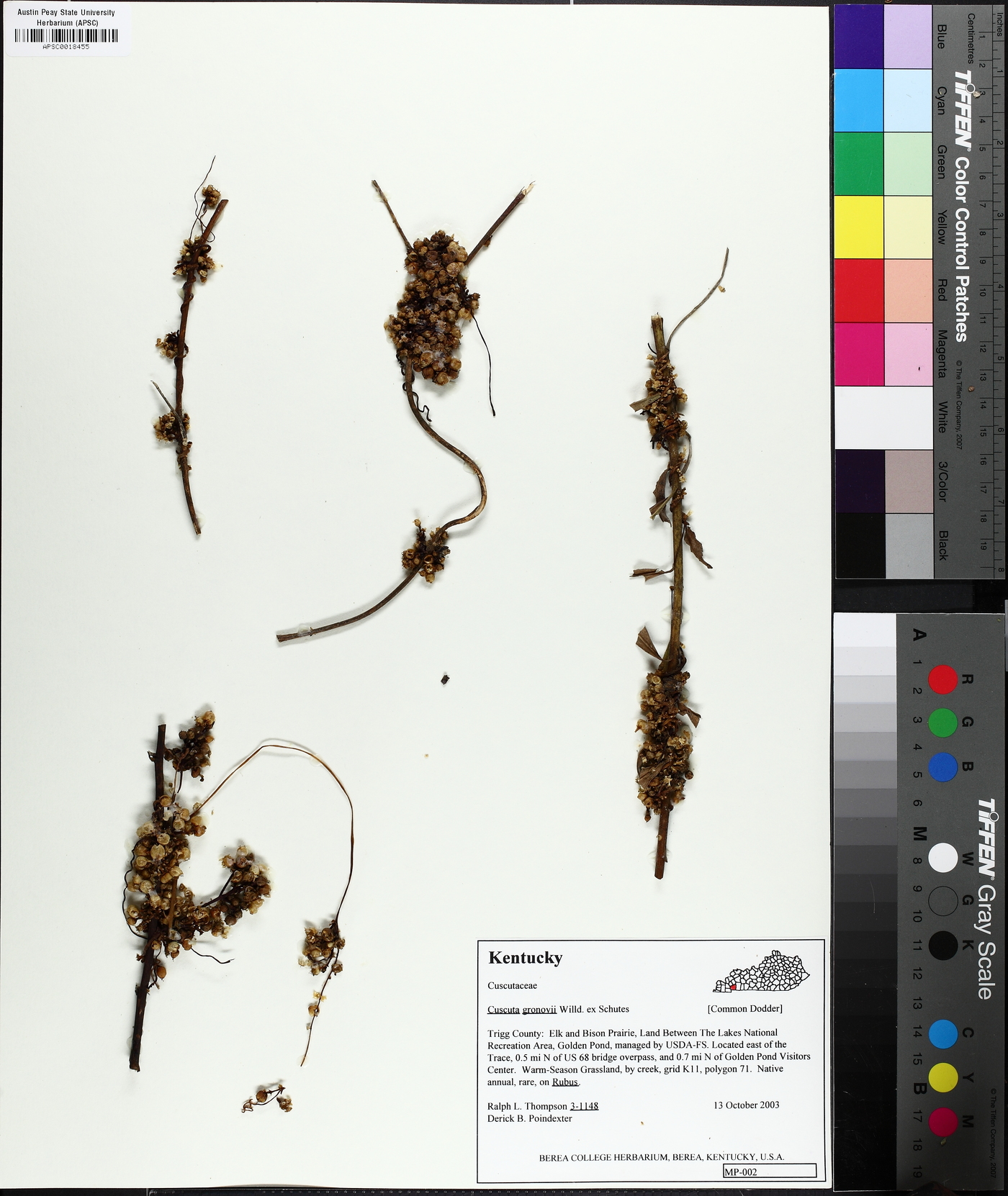 Cuscuta cuspidata image